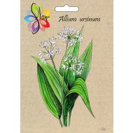 Czosnek niedźwiedzi (Allium ursinum) - czosnek_niedzwiedzi.jpg