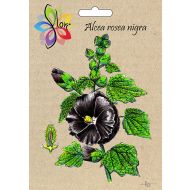 Malwa czarna (Alcea rosea nigra) - malwa_czarna.jpg