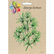 Cząber ogrodowy (Satureja hortensis) - satureja_hortensis.jpg