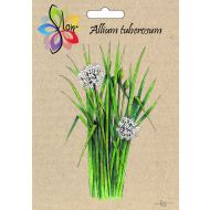Szczypiorek czosnkowy (Allium tuberosum) - szczypiorek_czosnkowy.jpg